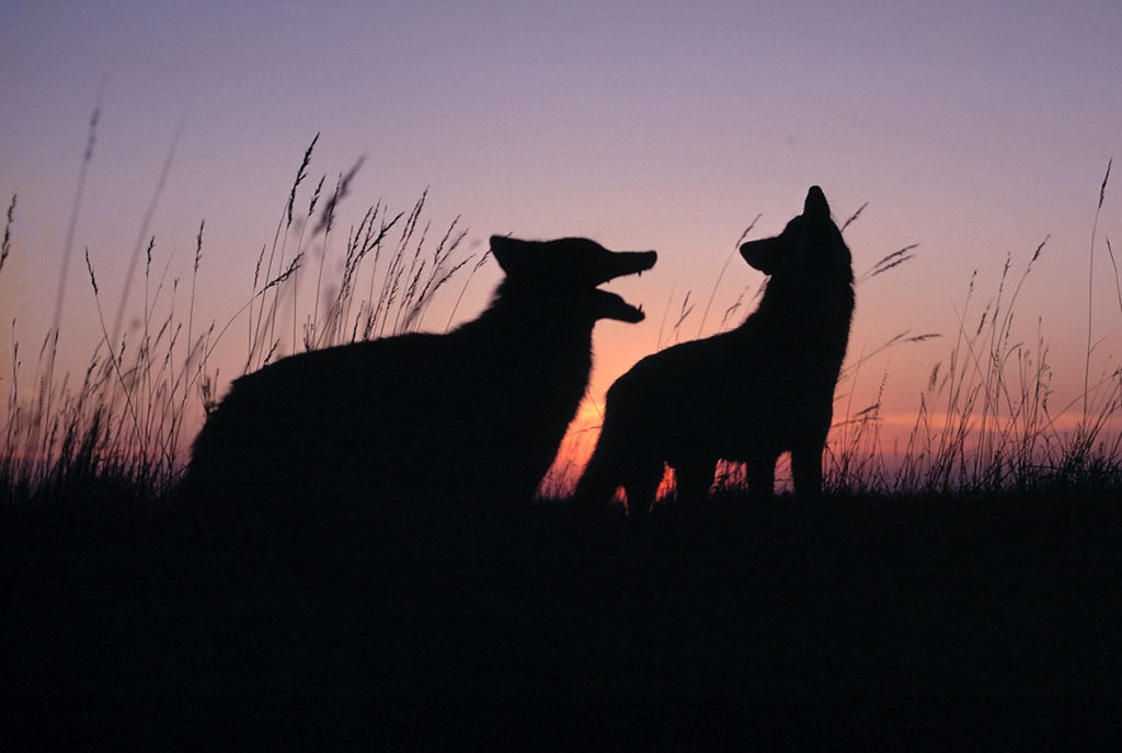 Coyotes at sunset
